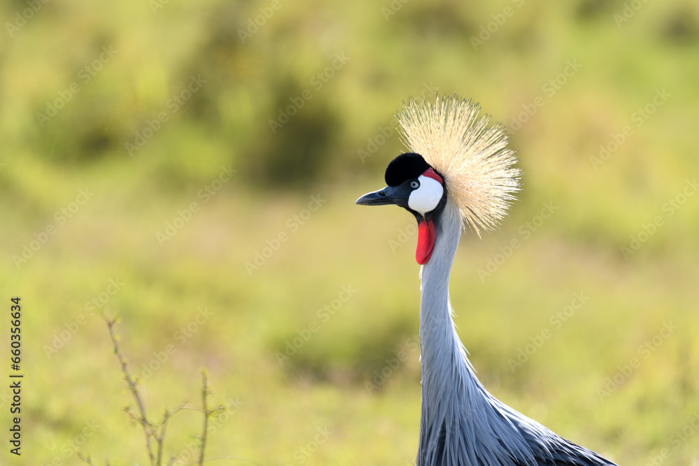 Birds of the Masai Mara -