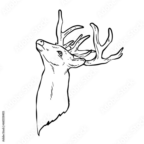 Lineart or contour drawing of a deer head with antlers.
