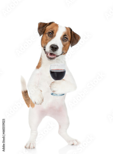 Fototapeta Naklejka Na Ścianę i Meble -  Happy Jack russell terrier puppy holds glass of red wine. isolated on white background