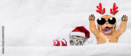Happy Mastiff puppy dressed like santa claus reindeer Rudolf lying with cozy kitten and gift box under white blanket at home. Top down view. Empty space for text