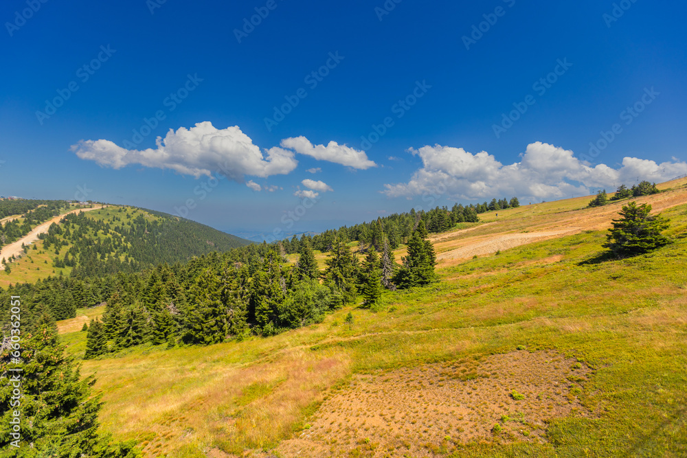Peaceful mountain summer landscape, lush forest and blue sky with clouds.