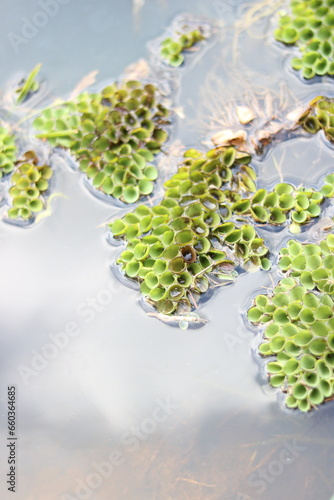 leaves reflected in water