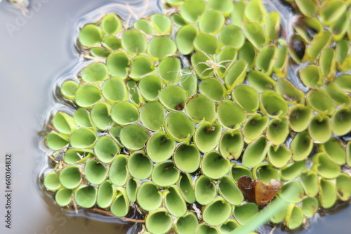 Grail of duckweed in the swamp