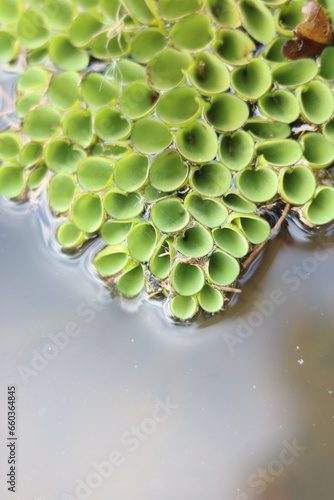 Grail of duckweed in the swamp