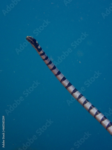 The black-banded sea krait (Laticauda semifasciata), Chinese sea snake, erabu. A sea snake swims in the water on a blue background.