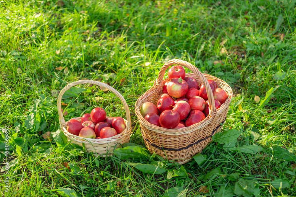 Ripe Apples in the Apple Orchard before Harvesting. Big Red delicious Apples. Fruit Garden at Fall Harvest. Wicker Basket of Fresh Apples. Autumn Sunny Day, Shadow. Apple baskets. Organic Gardening Ripe Apples in the Apple Orchard before Harvesting. Big Red delicious Apples. Fruit Garden at Fall Harvest. Wicker Basket of Fresh Apples. Autumn Sunny Day, Shadow. Apple baskets. Organic Gardening