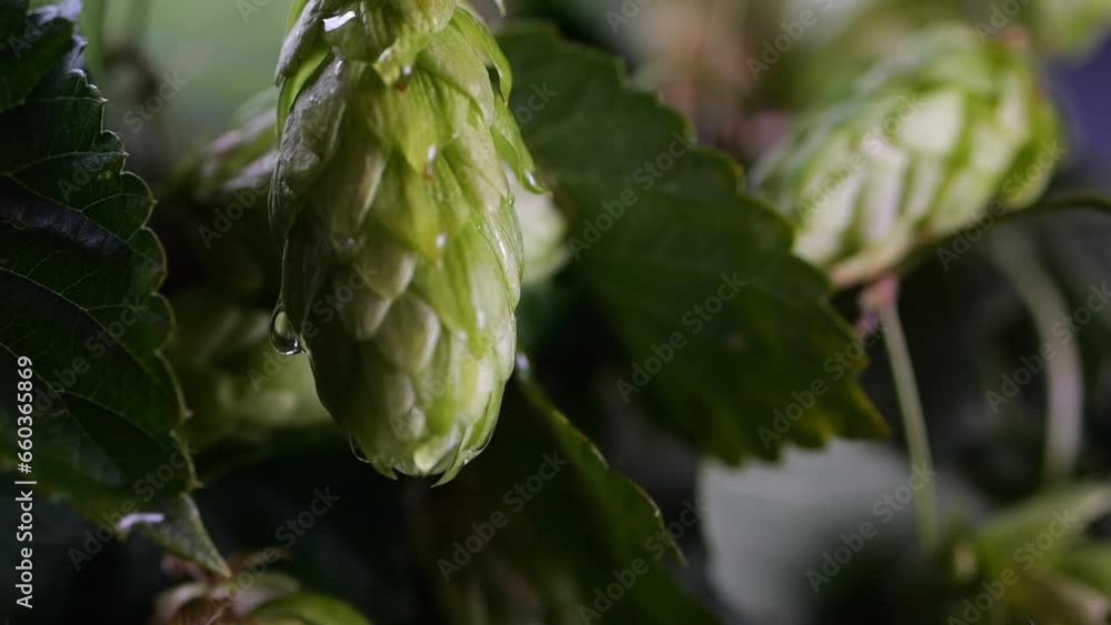 Slow-motion droplet flowing on a hop cone; background reveals a hop bush lit by cool light. Slow-motion droplet flowing on a hop cone; background reveals a hop bush lit by cool light.