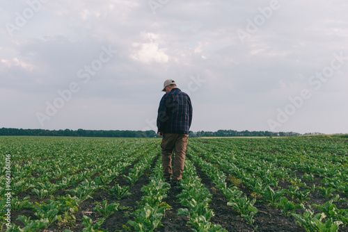 A farmer in a field of sugar beets checks the crop and the presence of weeds. Agricultural concept at sunset and clouds.