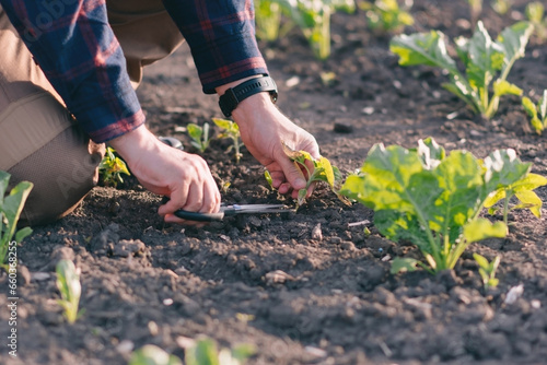 A farmer in a sugar beet field holds a weed sample in his hands.