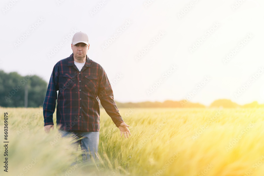 Checking the yield of grain crops at sunset. Man conducts experiments in field conditions.