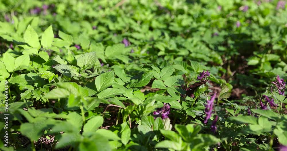 beautiful purple flowers in the forest, purple spring flowers growing in the forest in the spring season beautiful purple flowers in the forest, purple spring flowers growing in the forest in the spring season