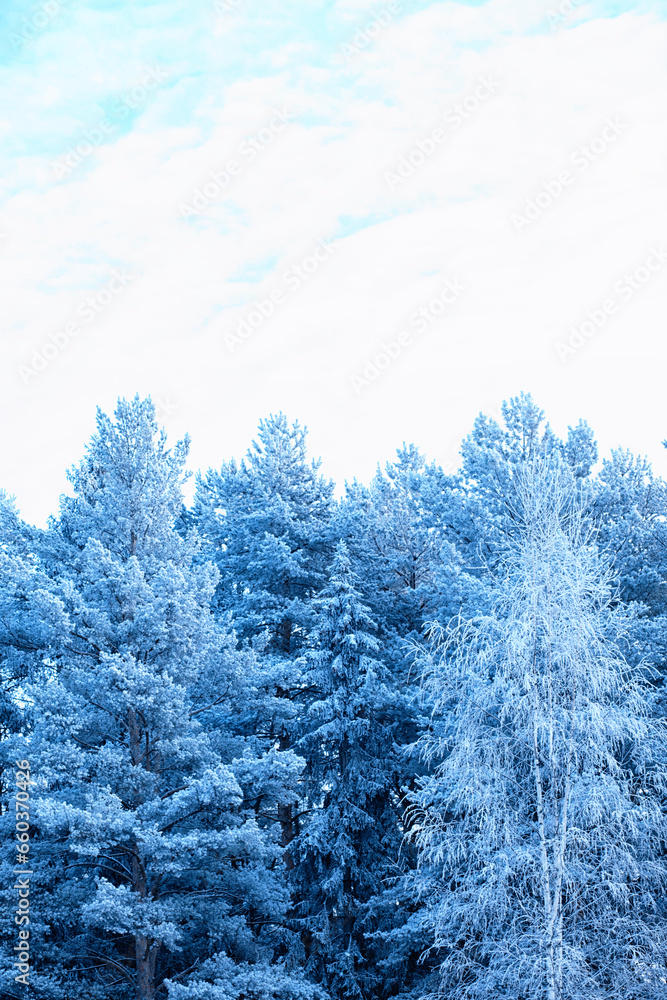 Winter atmospheric landscape with frost-covered dry plants during snowfall. Winter Christmas background Winter atmospheric landscape with frost-covered dry plants during snowfall. Winter Christmas background