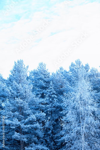 Winter atmospheric landscape with frost-covered dry plants during snowfall. Winter Christmas background © alexkich
