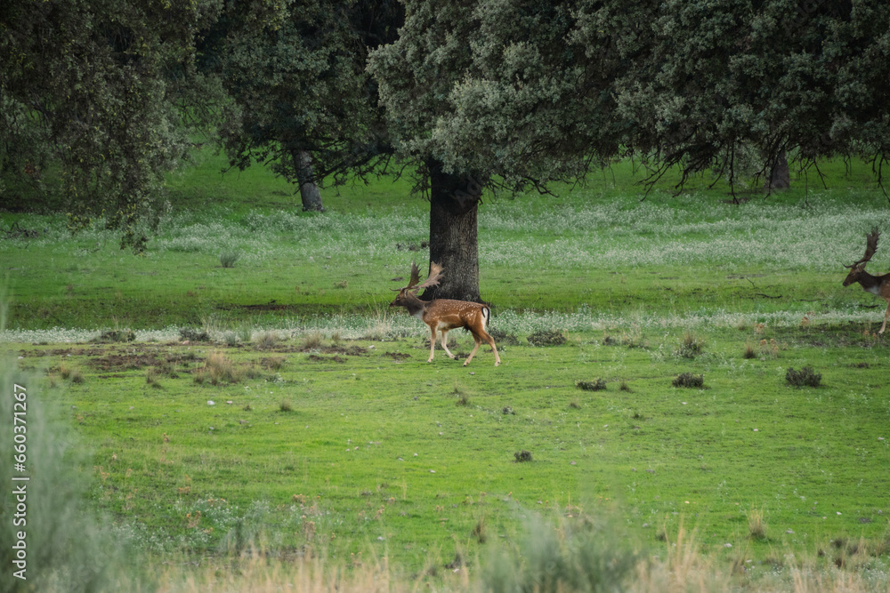 Macho de gamo en otoño durante época de apareamiento Macho de gamo en otoño durante época de apareamiento