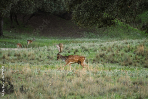 Un macho de ciervo en el campo verde