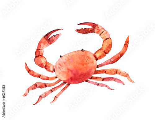 crab isolated on white background