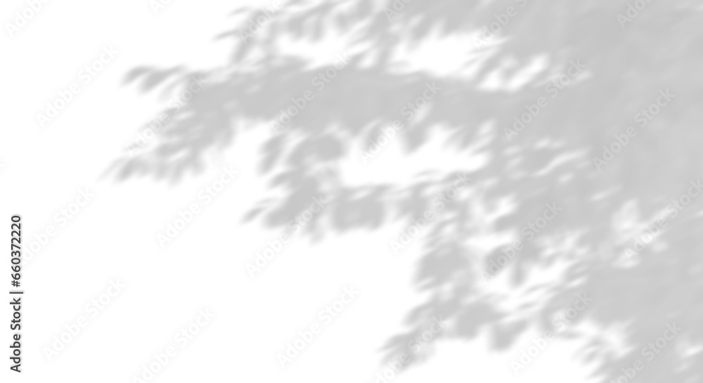 Obraz premium Sunshade shadow trees leaves move on transparent backgrounds 3d illustrations png