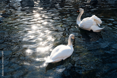 romantic pair of white swans float on dark blue water of lake