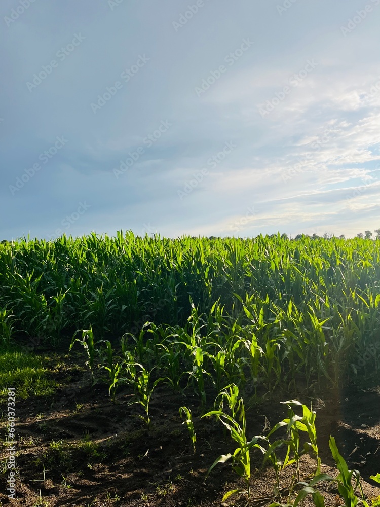 Obraz premium Green cornfield, corn field landscape