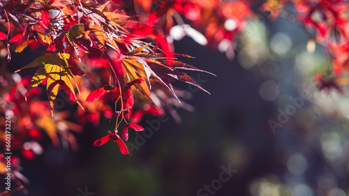Brunches of a red japanese maple tree in front of dark background with a lot of bokeh