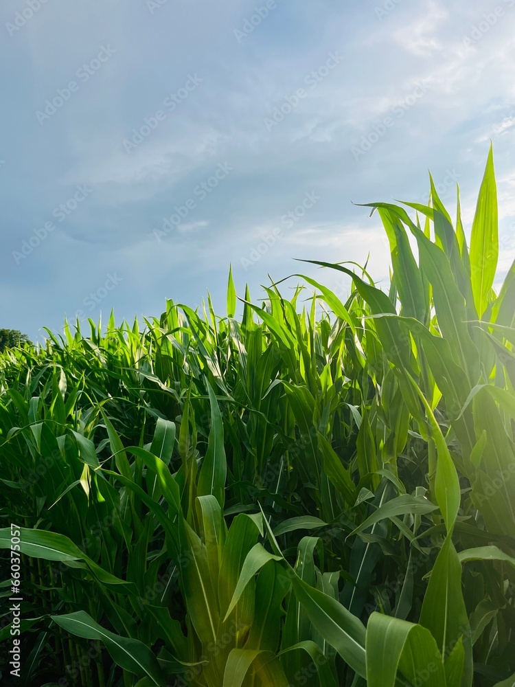 Fototapeta premium Green cornfield, corn field landscape