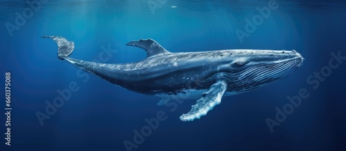 The little known Omura s whale breathes and feeds in the South Pacific Ocean With copyspace for text © 2rogan