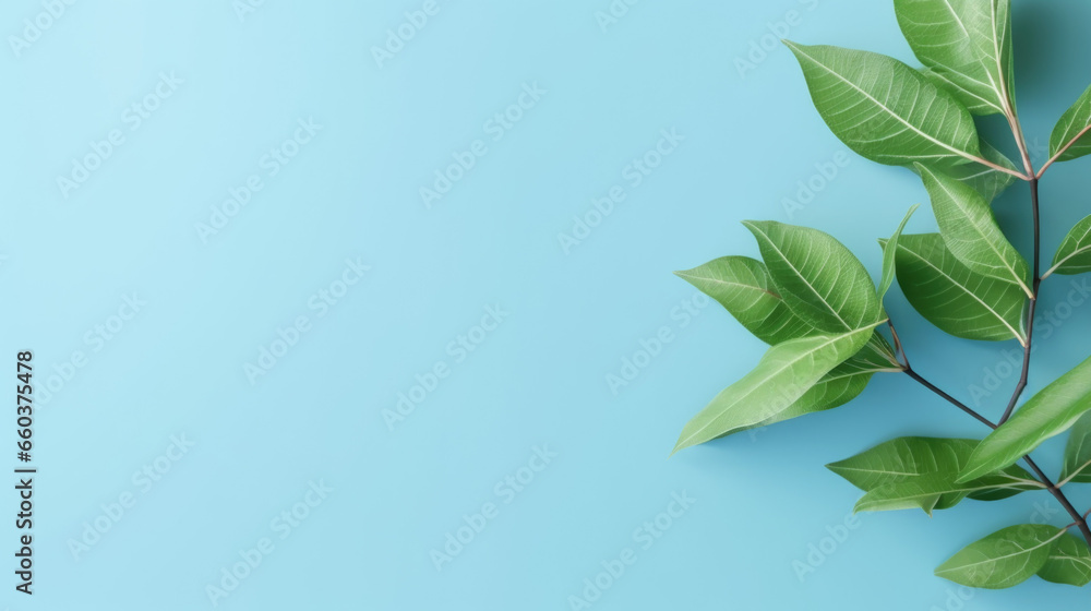 Minimal background with natural green leaves on cyan paper with copy space.