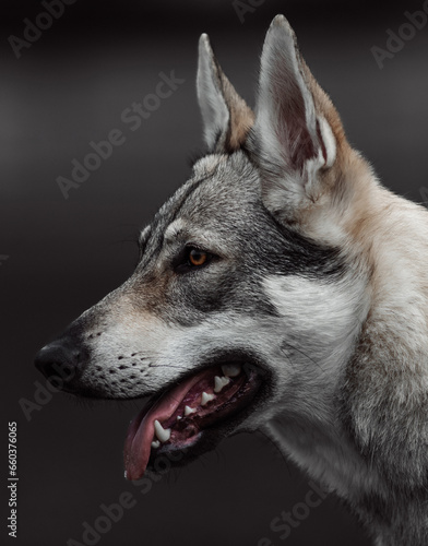 Czechoslovakian Wolfdog, Saarloos Wolfdog, Tamaskan Dog, Cane Lupino del Gigante wolf, wolves play