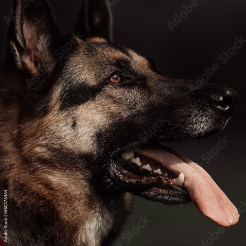 Caucasian Shepherd, German Shepherd playing photo