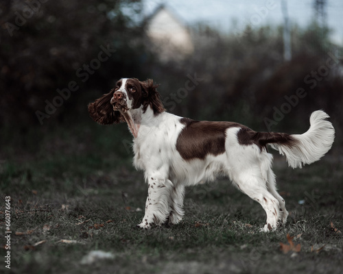 English Springer Spaniel