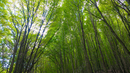 Carbon net zero concept background. Lush green forest