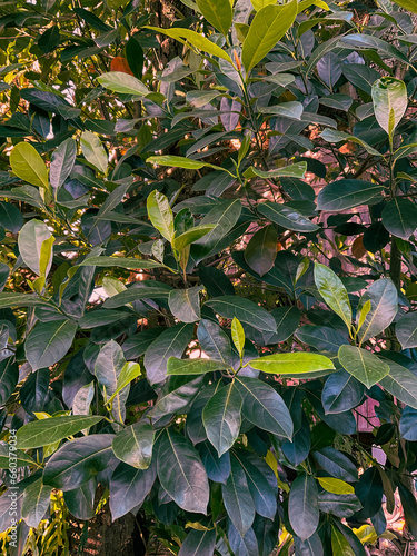 jackfruit leaves 