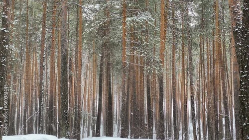 Winter forest landscape in fresh white snow falling in slow motion, camera tilt upwards.