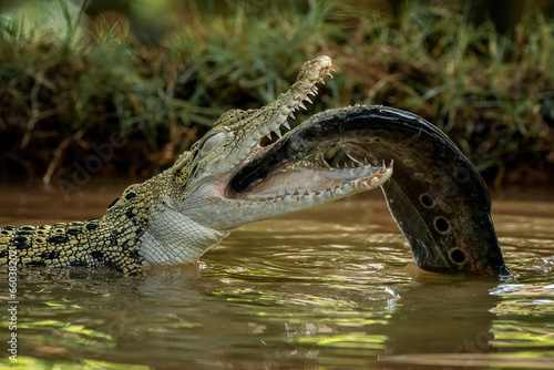 The Saltwater Crocodile (Crocodylus porosus) is catching a fish as its prey. The species is from South East Asia and is one of the largest living crocodile in the world.  photo