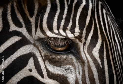 fotograf  a macro en fine art del ojo y la piel de una cebra