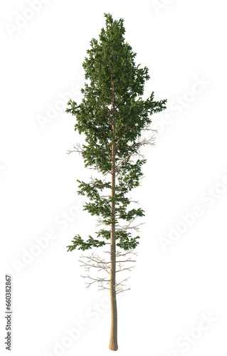 Collection of isolated vegetation