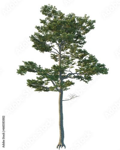 Collection of isolated vegetation