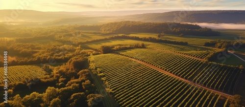 Sunrise drone film of Bordeaux Vineyard and forest in autumn Entre deux mers from an aerial perspective With copyspace for text