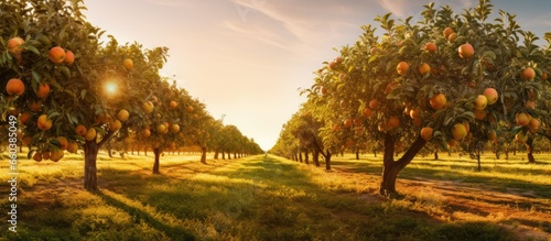 Sunlit autumn orchard with fruit trees With copyspace for text