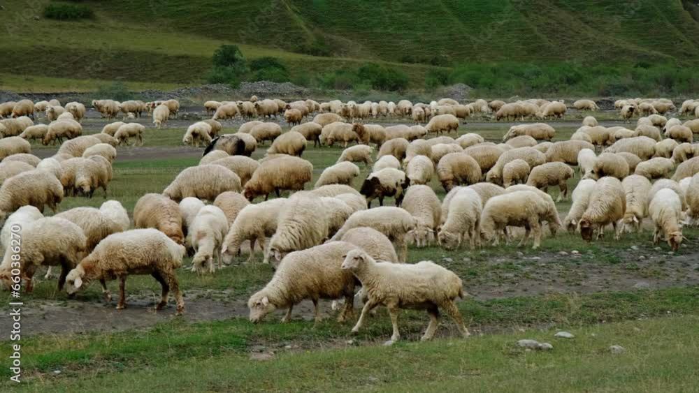 Concept of farming and agriculture. A huge flock of sheep graze on green meadows in the mountains of Georgia. Kazbegi region Truso Valley gorge. Horizontal slow motion 4k footage Concept of farming and agriculture. A huge flock of sheep graze on green meadows in the mountains of Georgia. Kazbegi region Truso Valley gorge. Horizontal slow motion 4k footage