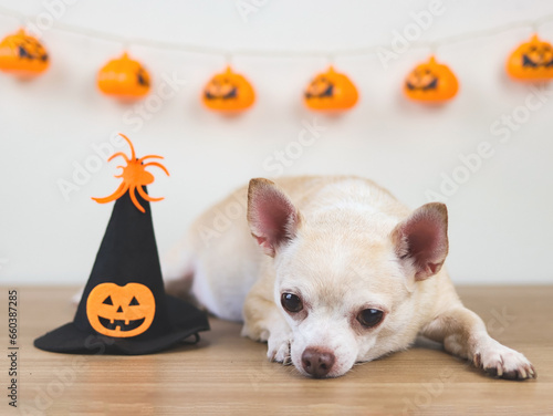 brown short hair chihuahua dog lying down on wooden floor with Halloween witch hat decorated with pumpkin head and spider in a room  with halloween decorations.