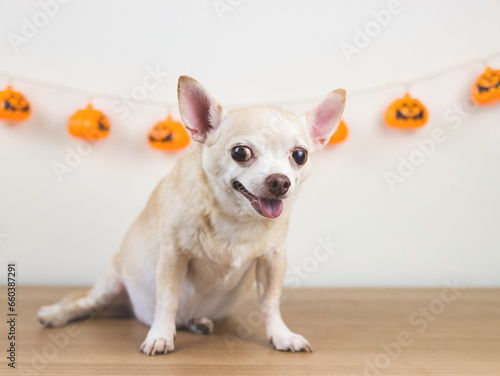 brown short hair chihuahua dog sitting  on wooden floor with halloween pumpkins decoration on white wall background. looking at camera.