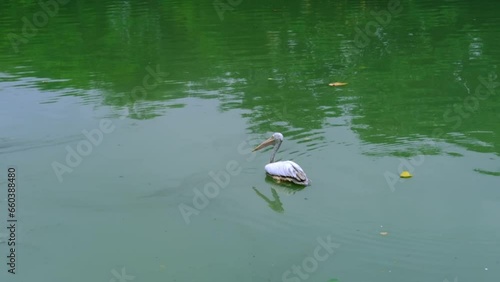 one beautiful white pelican with large beak and long neck, Pelecanus swim in beautiful green lake, sea, fish in water, fidelity and family in wildlife, natural resources, ornithology concept