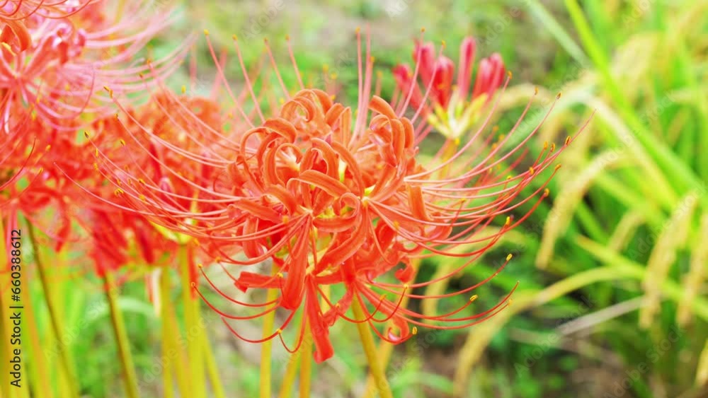Japanese nature, red spider lily and rice field Japanese nature, red spider lily and rice field