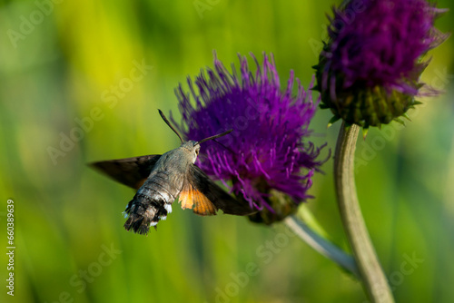 Taubenschwänzchen bei der Nektarsuche photo