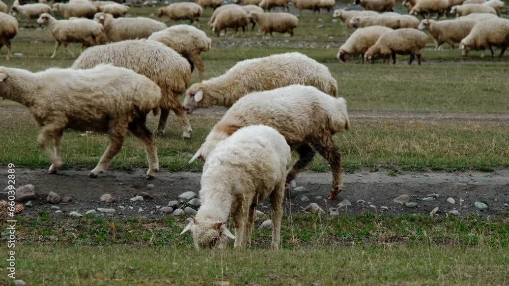 Concept of farming and agriculture. A huge flock of sheep graze on green meadows in the mountains of Georgia. Kazbegi region Truso Valley gorge. Horizontal slow motion 4k footage Concept of farming and agriculture. A huge flock of sheep graze on green meadows in the mountains of Georgia. Kazbegi region Truso Valley gorge. Horizontal slow motion 4k footage