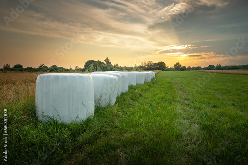 Silage bales on a green meadow, evening view photo