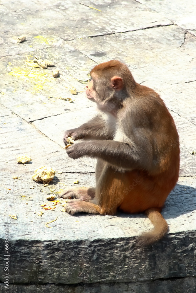 Obraz premium Rhesus Macaque eating