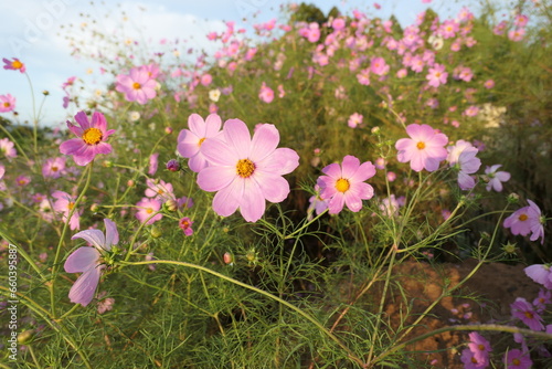 朝焼けとコスモス