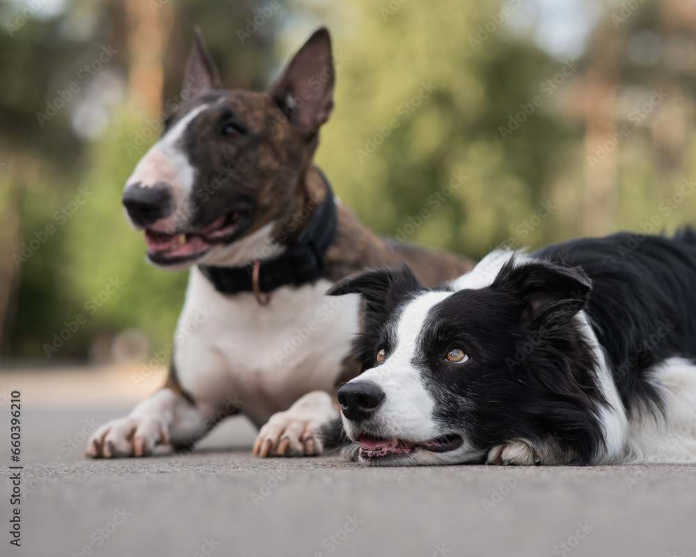 Black and white border collie and brindle bull terrier lie side by side on a walk. 